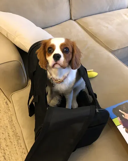 Small dog sitting in a black bag on a beige couch, looking at the camera.