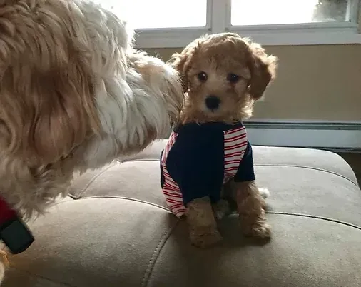 Two small dogs on a couch, one in a navy and striped sweater looking at the camera.