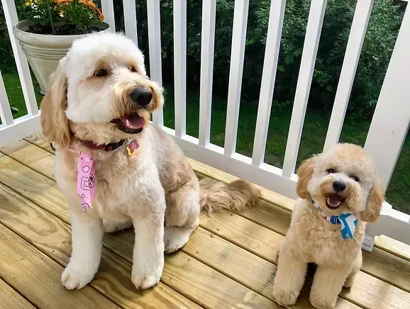 Two fluffy dogs with bandanas sitting on a wooden deck by a white railing.