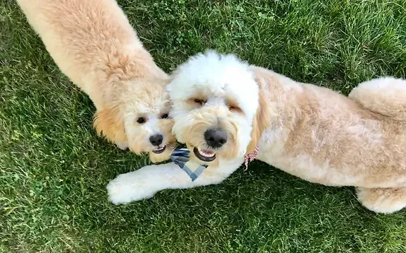 Two fluffy tan dogs lying on grass, one holding a stick in its mouth