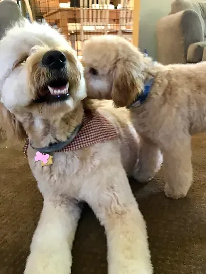 Two fluffy cream dogs indoors, one nuzzling the other wearing a pink harness.