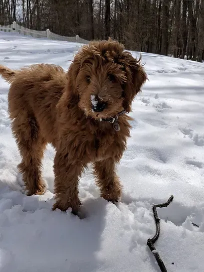 Brown fluffy dog standing in snow, looking at the camera with a snowy forest in the background
