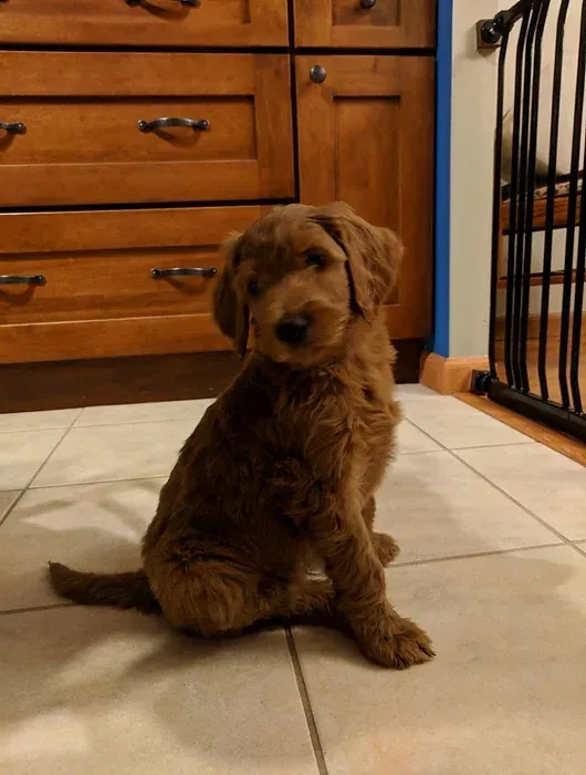 Brown dog sitting on a tiled floor in a kitchen, with wooden cabinets in the background.