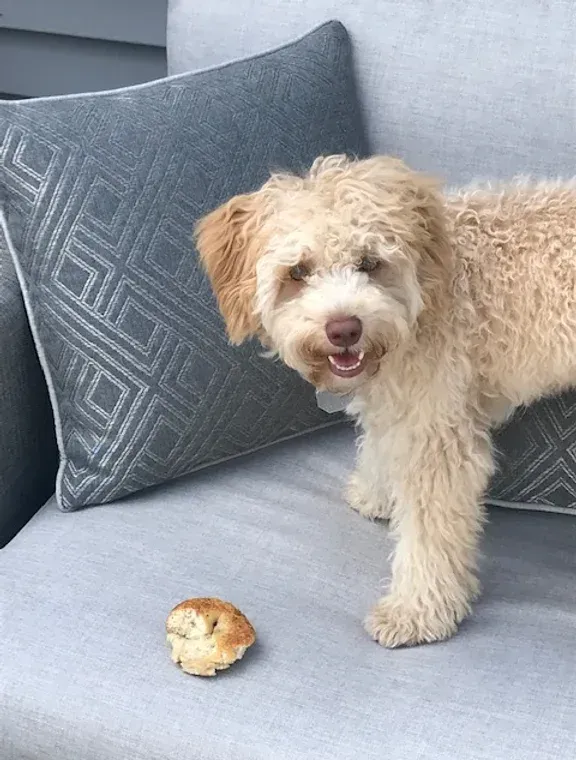 Small shaggy cream dog standing on a gray couch beside a dark throw pillow and a small pastry piece.