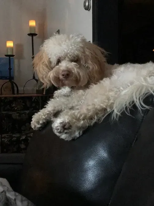 Small curly-haired dog lounging on a black leather couch in a dim room, candles glowing nearby