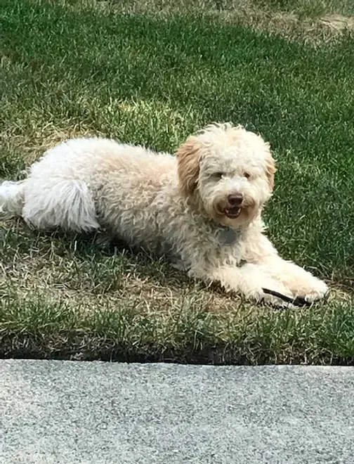 Fluffy cream-colored dog lying on green grass, facing the camera.
