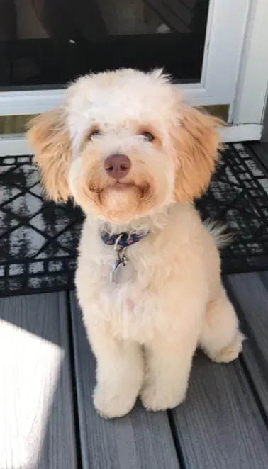 Small cream-colored dog sitting on a porch in front of a door, looking at the camera.