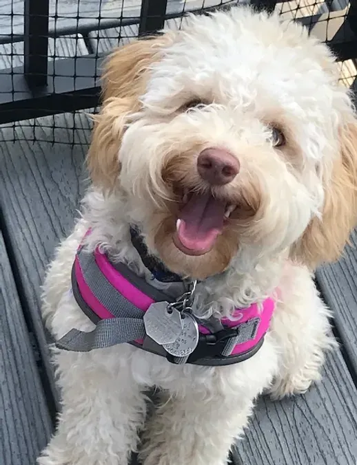 Fluffy cream dog wearing a pink and gray harness, sitting and smiling on a deck.