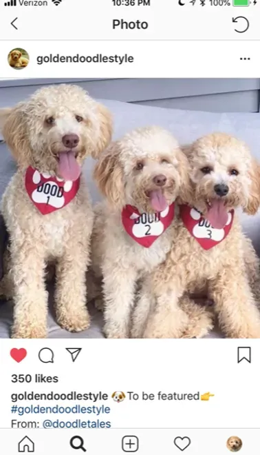 Two fluffy white dogs wearing red heart bandanas posing side by side on a Instagram post screen