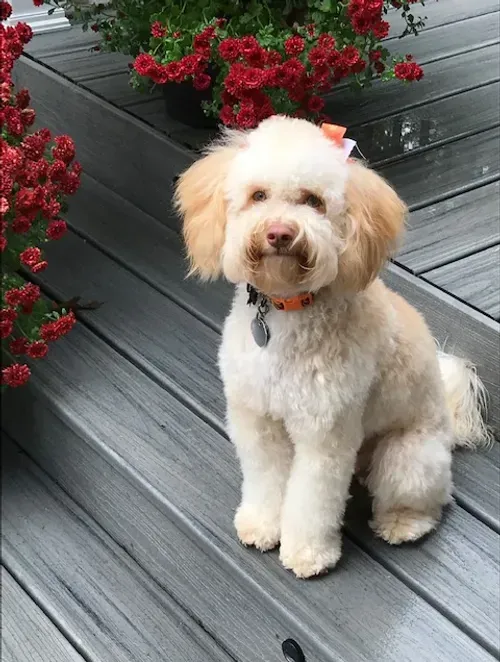 Cream-colored fluffy dog sitting on a gray deck beside red flowers