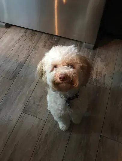 Small fluffy white-and-tan dog standing on a wooden floor, looking up at the camera.