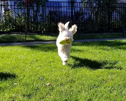 Small white dog running on bright green grass in a sunny park