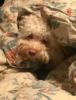 Small fluffy dog lying upside down on a floral-patterned bedspread, looking sleepy.