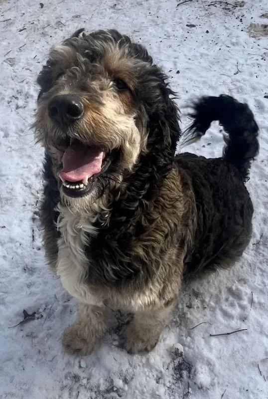 Black and tan dog smiling on snowy ground, tail curled up.