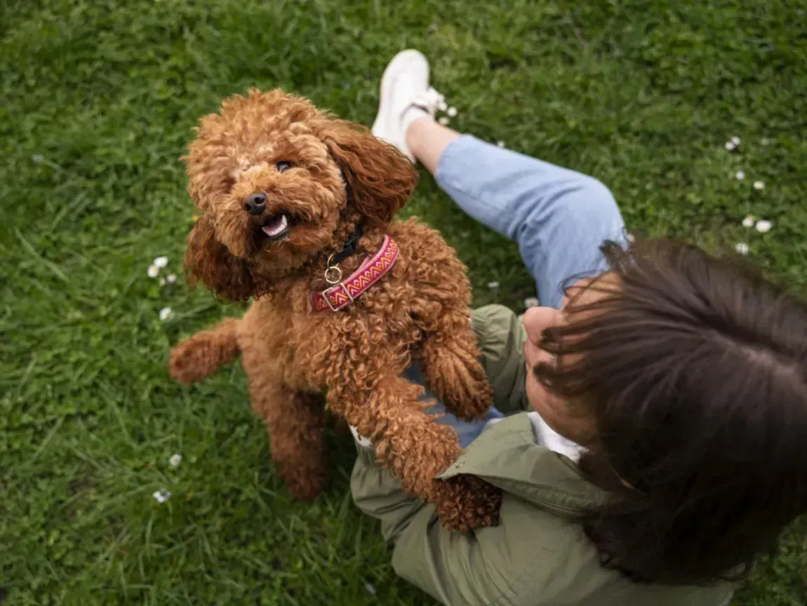 Person lying on grass with a small curly brown dog looking up at them