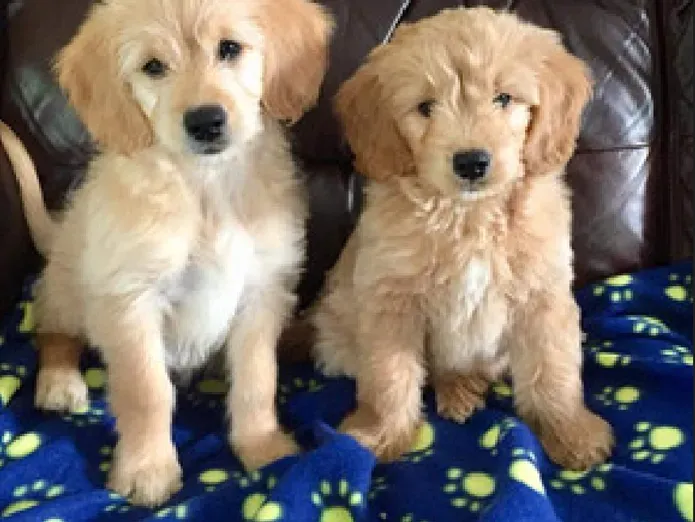 Two golden retriever puppies sitting on a couch with a blue paw-print blanket