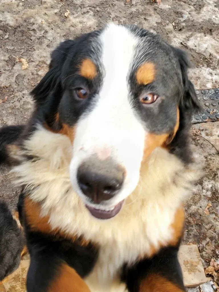 Black, white, and tan Bernese Mountain Dog sitting outdoors, looking up at the camera.