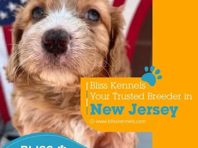 Golden-brown puppy beside Bliss Kennels text advertising a trusted breeder in New Jersey