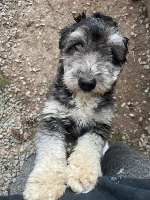 Small gray-and-black puppy sitting on gravel, leaning against a leg and looking at the camera