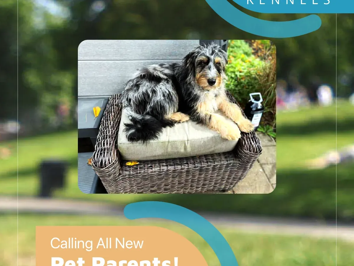 Fluffy black, white, and tan dog lounging on a wicker chair outdoors with blurred green grass in the background