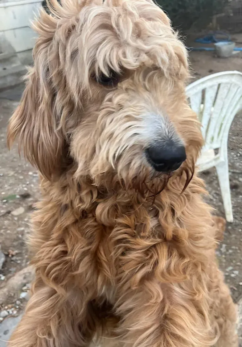 Curly-haired brown dog with a shaggy face, standing outdoors near a white chair.