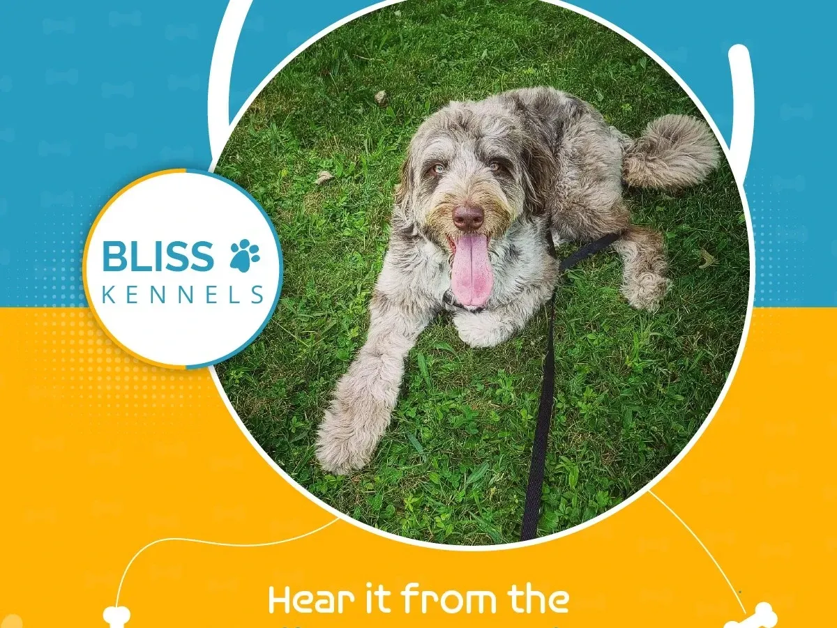 Brown curly dog with tongue out on grass beside Bliss Kennels logo and orange-blue banner
