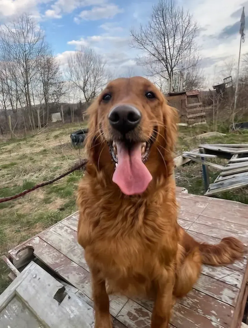 Golden retriever sitting on a wooden deck, tongue out, in a grassy yard with bare trees and a cloudy sky.