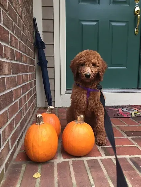 Curly brown dog with a purple collar sitting beside two orange pumpkins on a brick porch near a green door