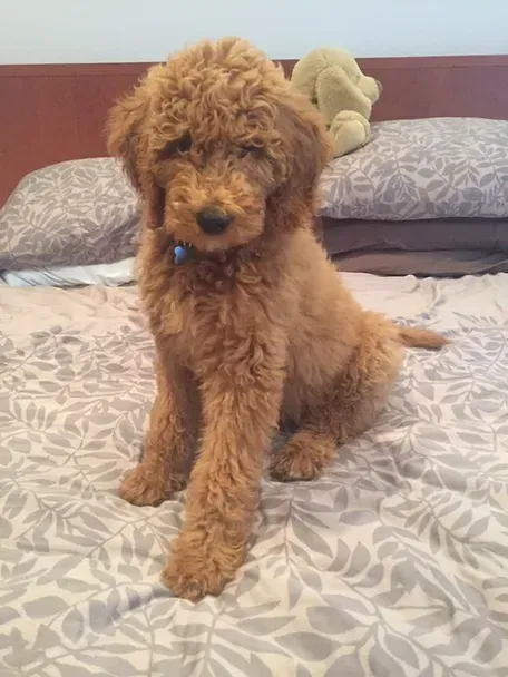 Curly brown puppy sitting on a bed in front of pillows and a teddy bear.