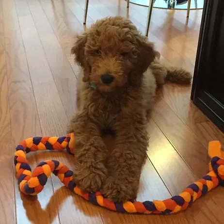 Brown curly puppy lying on hardwood floor with a purple and orange rope toy