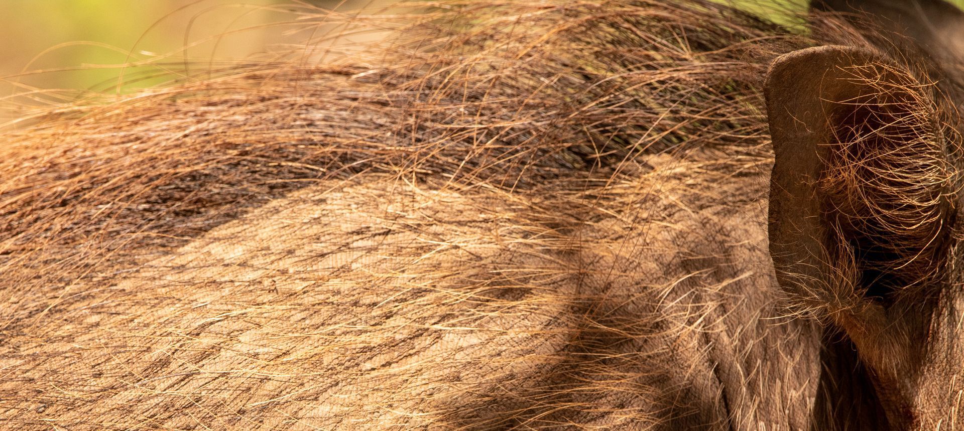 A close up of a horse 's tail on a dirt road.