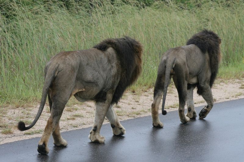 Two lions are walking down a road next to each other.