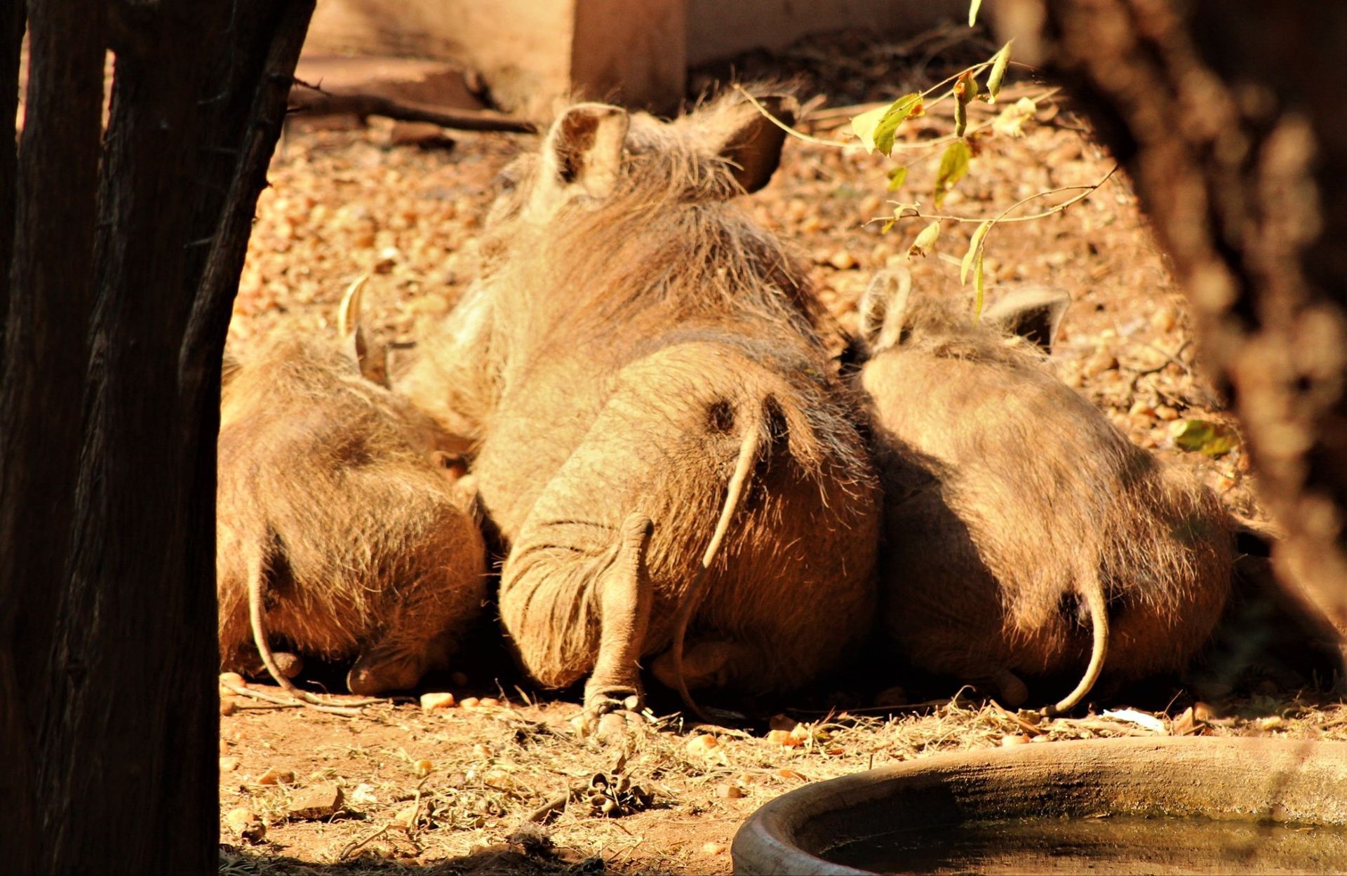 a group of warthogs are laying on the ground