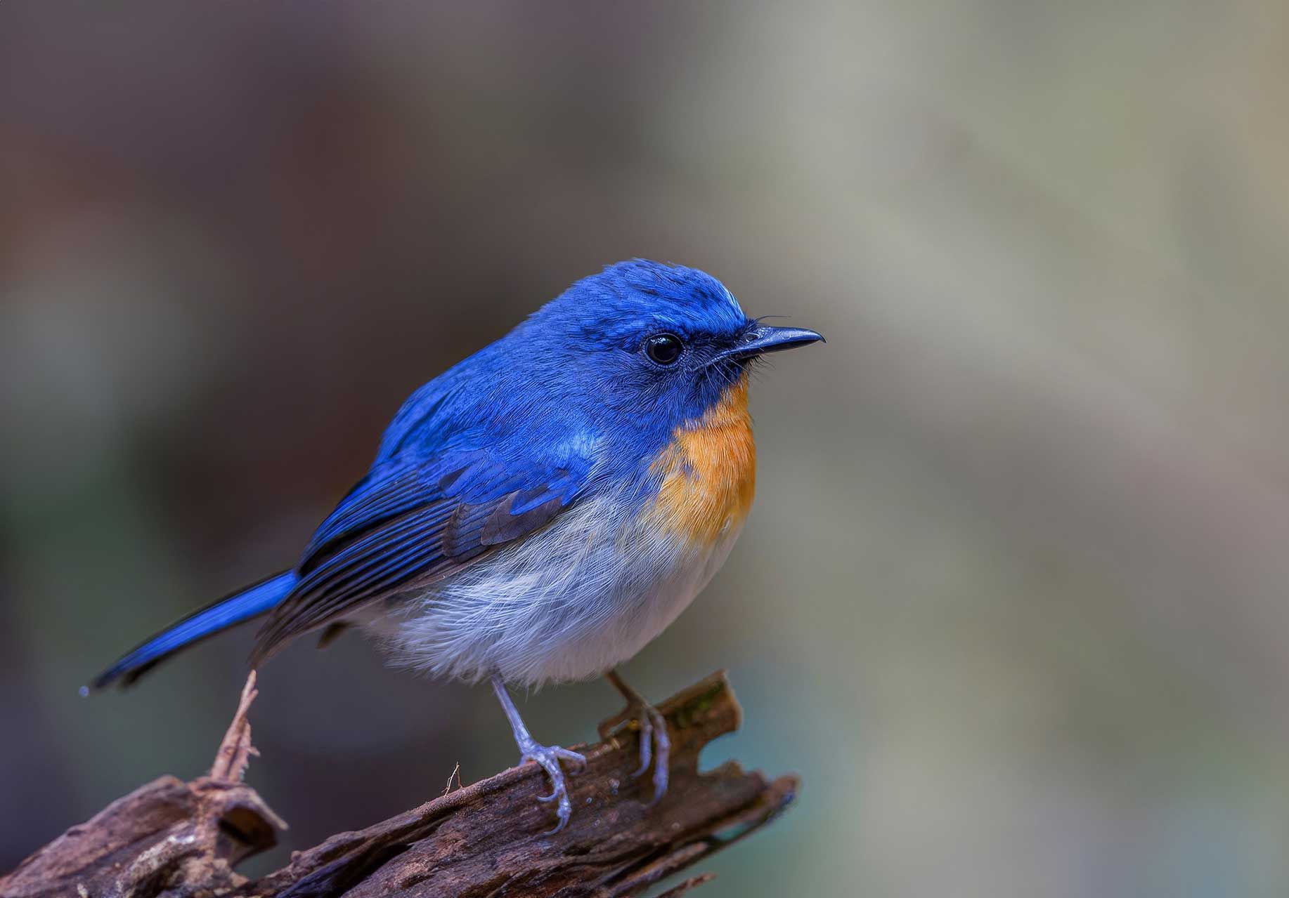 beautiful blue bird Blue-throated Blue Flycatcher