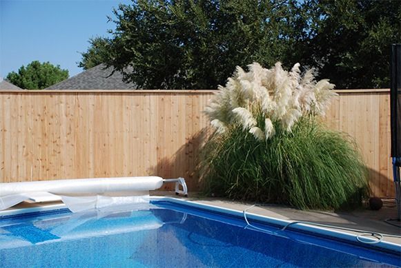 Backyard pool with blue water, wooden fence, and tall ornamental grass beside the deck