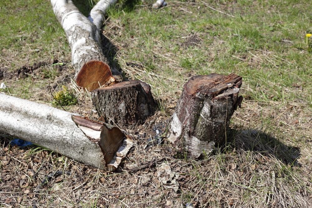 Cut tree trunks and stumps scattered on a grassy patch