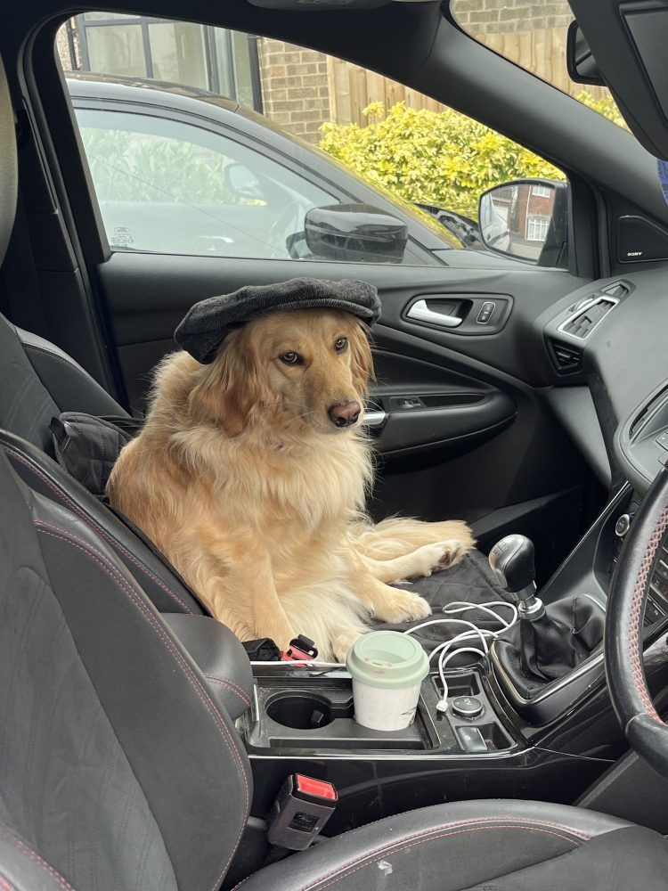 A dog wearing a hat is sitting in the driver 's seat of a car.