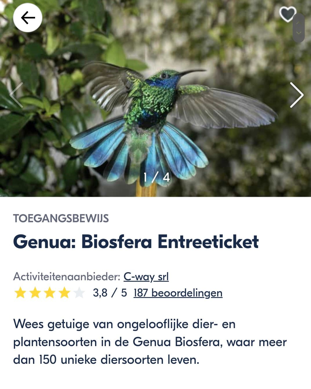 Een kolibrie met blauwgroene veren in vlucht boven het groen; Biosfera Entreeticket.