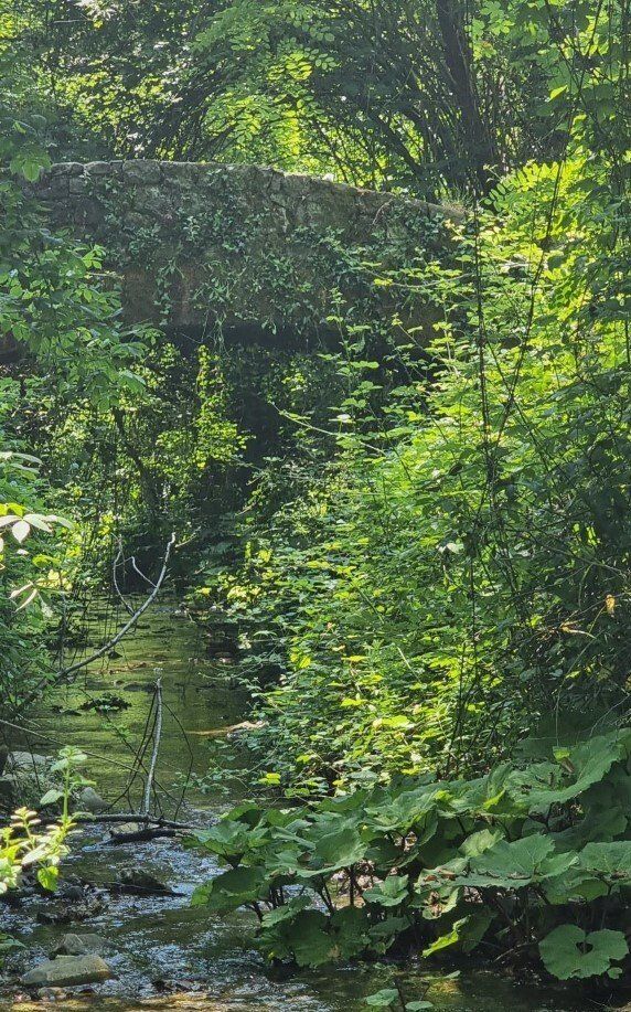 Een zonovergoten bosbeek stroomt door weelderig groen gebladerte.