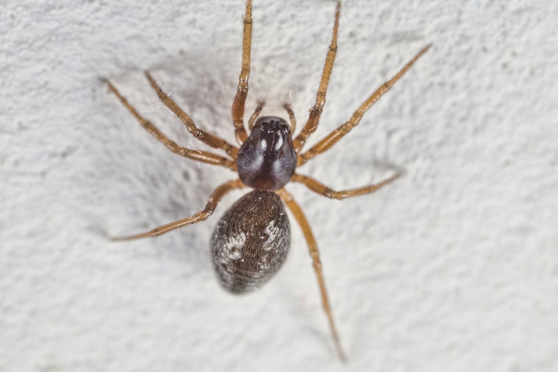 American House Spider - Crockett, TX - McClain’s Pest Control