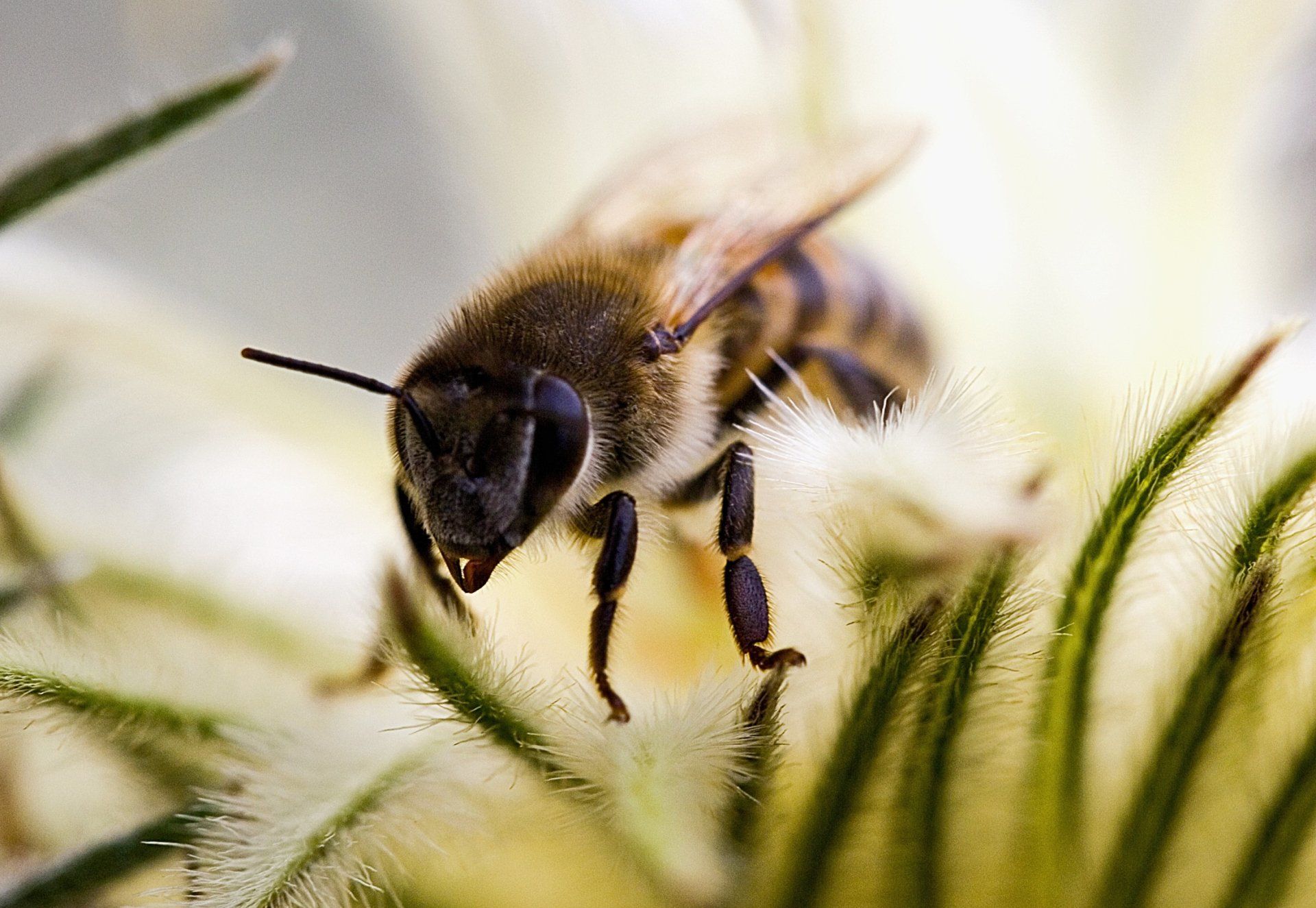 African Hunt Bees - Crockett, TX - McClain’s Pest Control