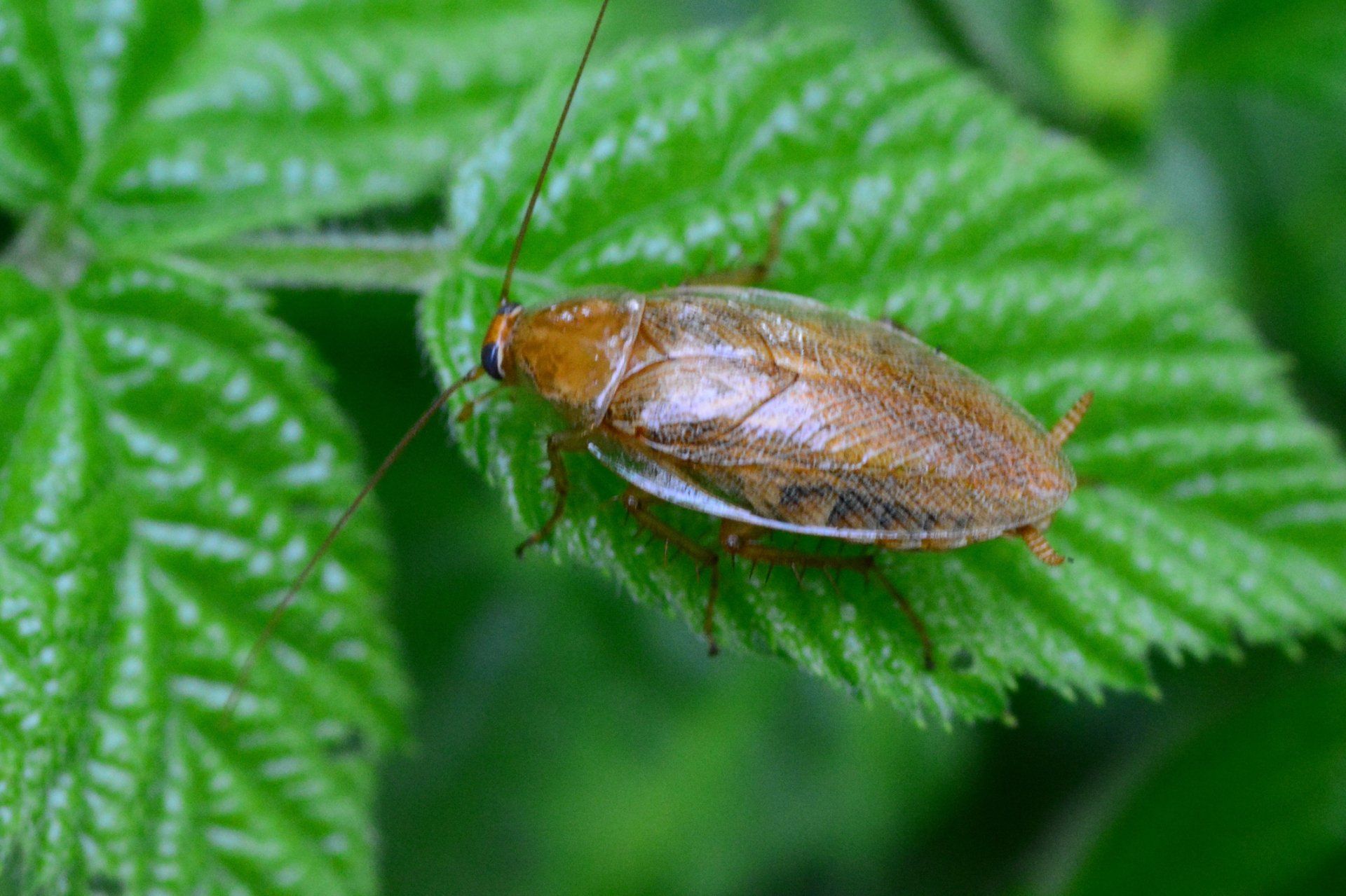 German Cockroach - Crockett, TX - McClain’s Pest Control