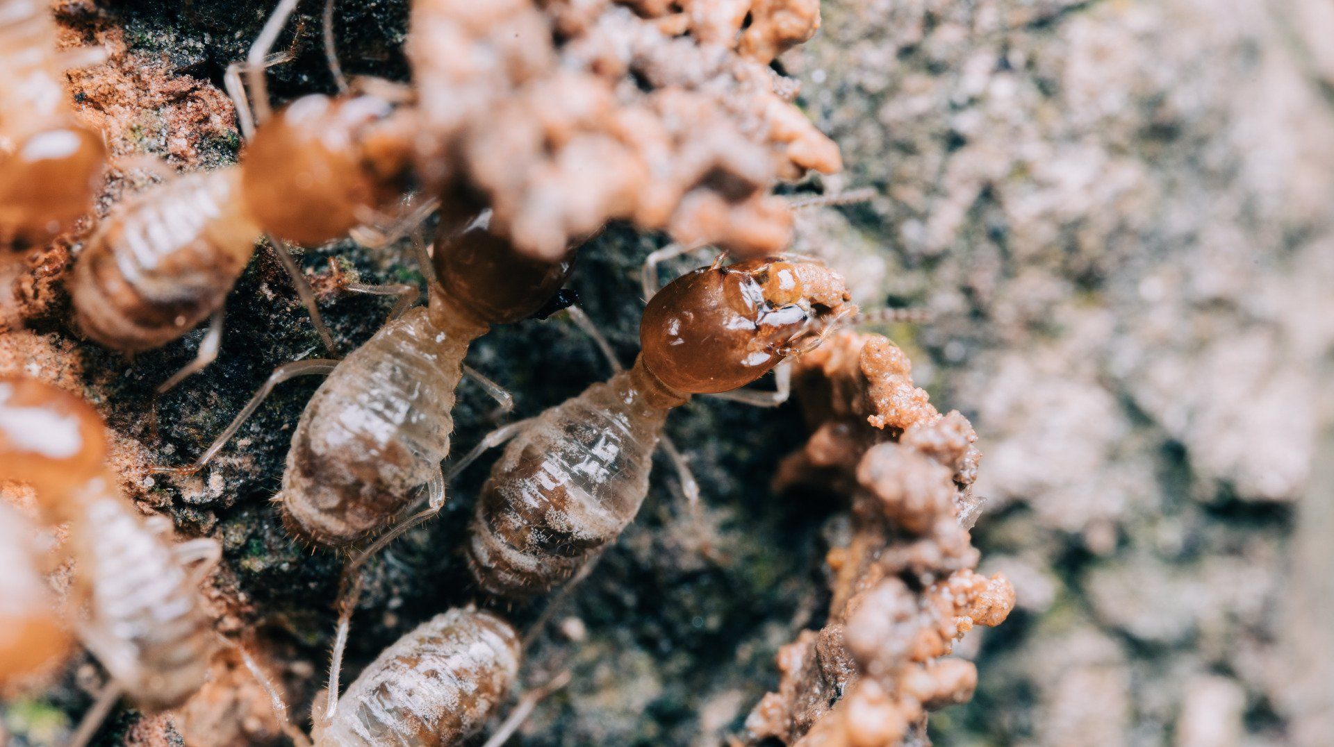 Termites - Crockett, TX - McClain’s Pest Control