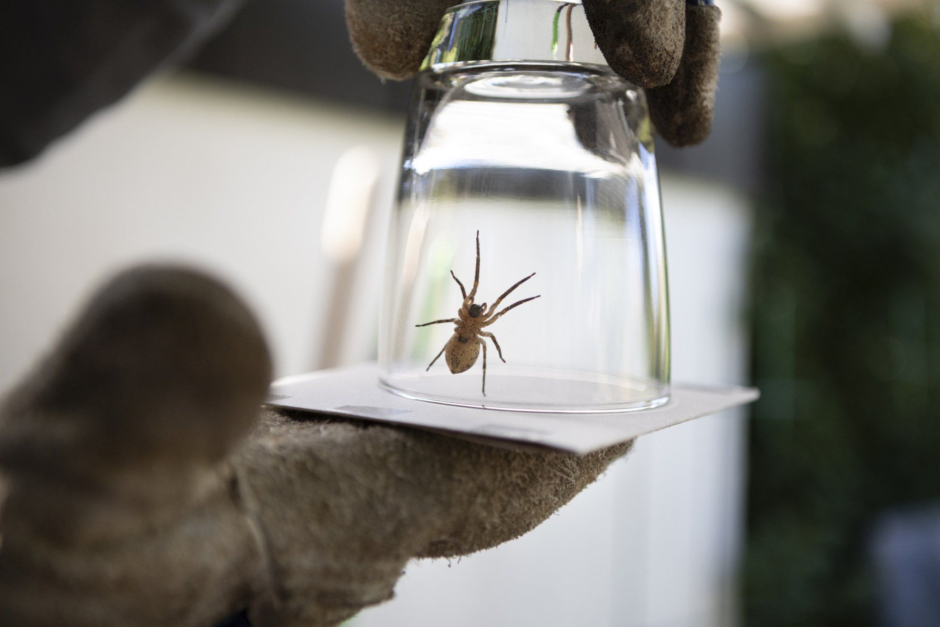 The Man Catches the Spider with a Glass - Crockett, TX - McClain’s Pest Control