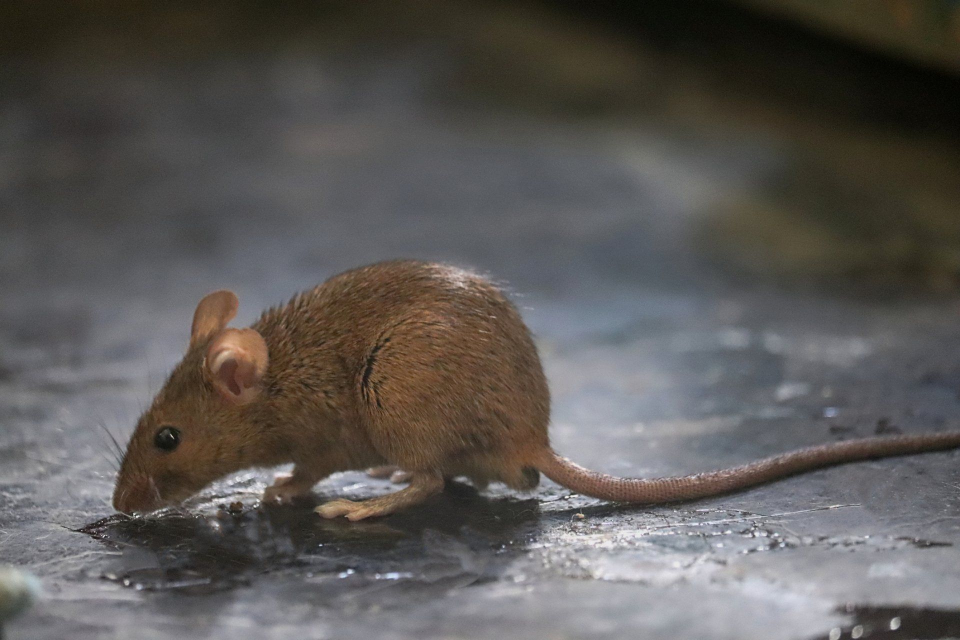 Brown Mice - Crockett, TX - McClain’s Pest Control