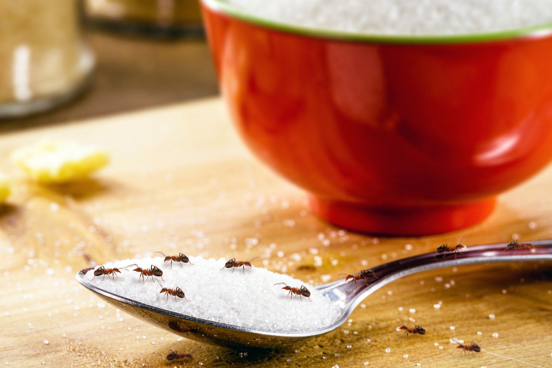 Ants on the Sugar - Crockett, TX - McClain’s Pest Control