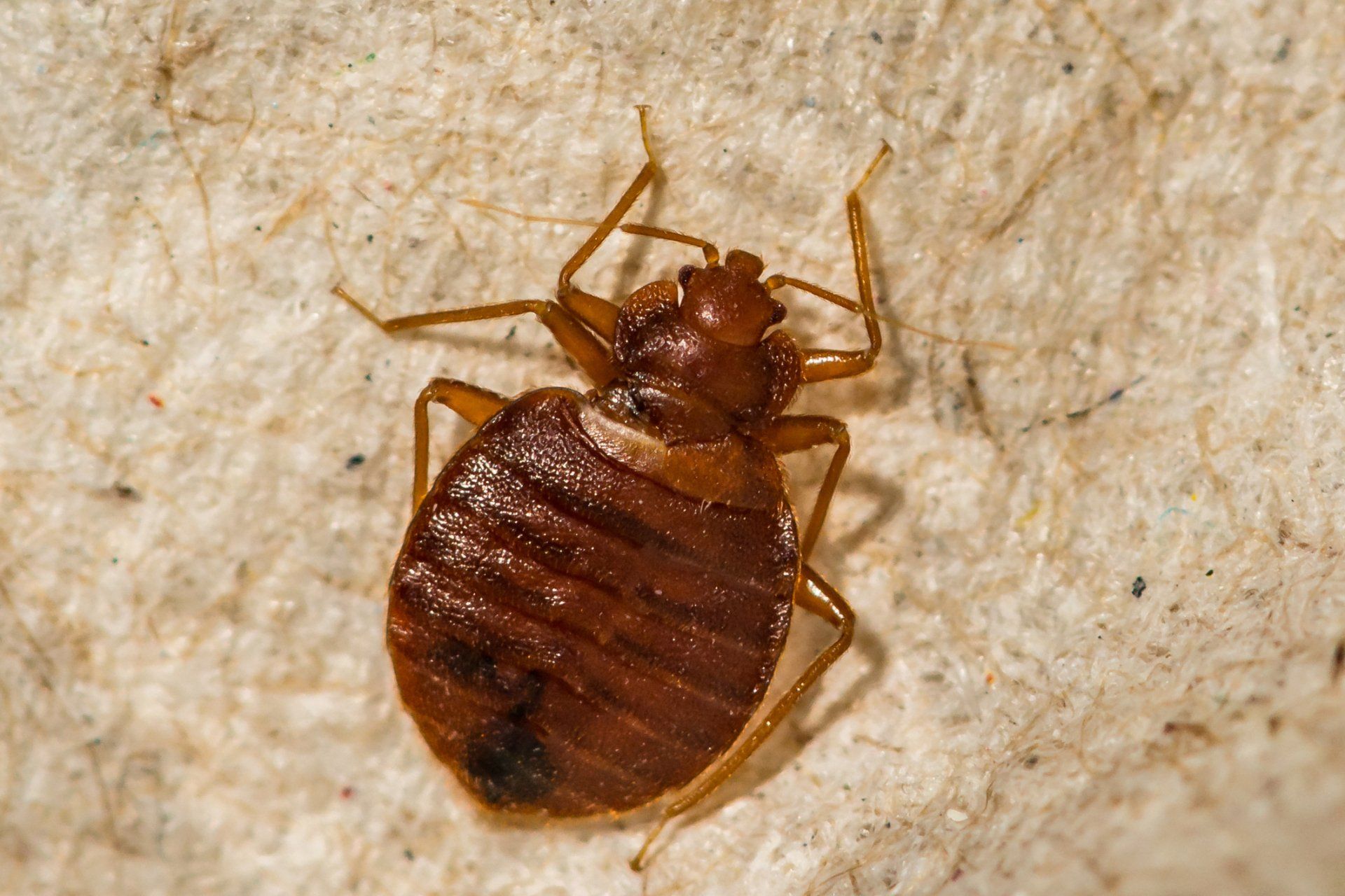 Bed Bugs - Crockett, TX - McClain’s Pest Control