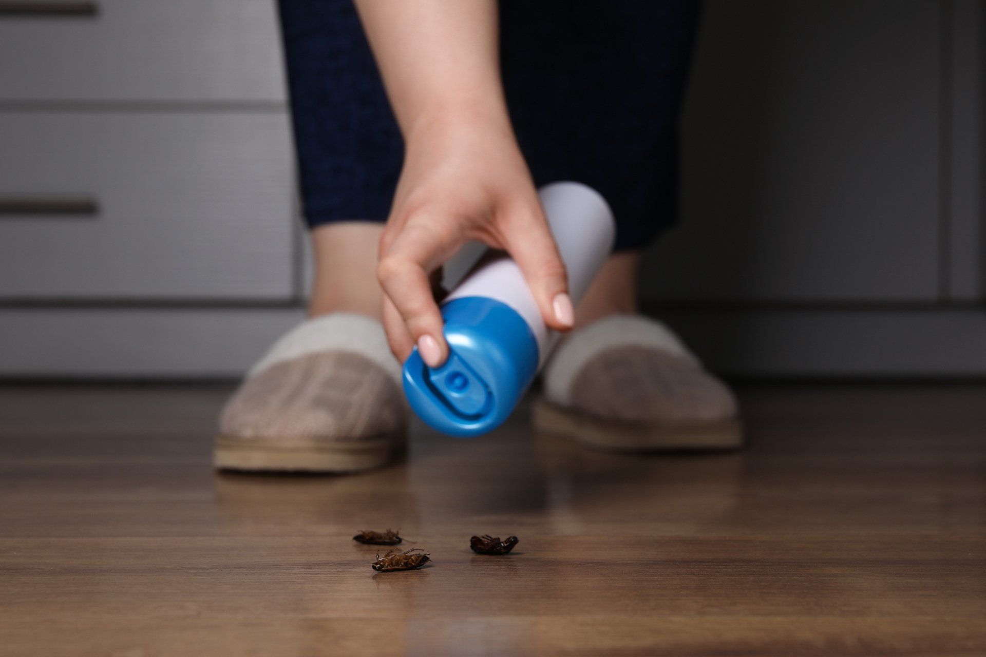 The Cockroaches Dies on the Insect Spray - Crockett, TX - McClain’s Pest Control