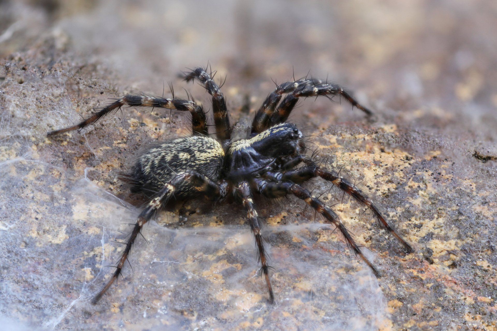 Wolf Spider - Crockett, TX - McClain’s Pest Control