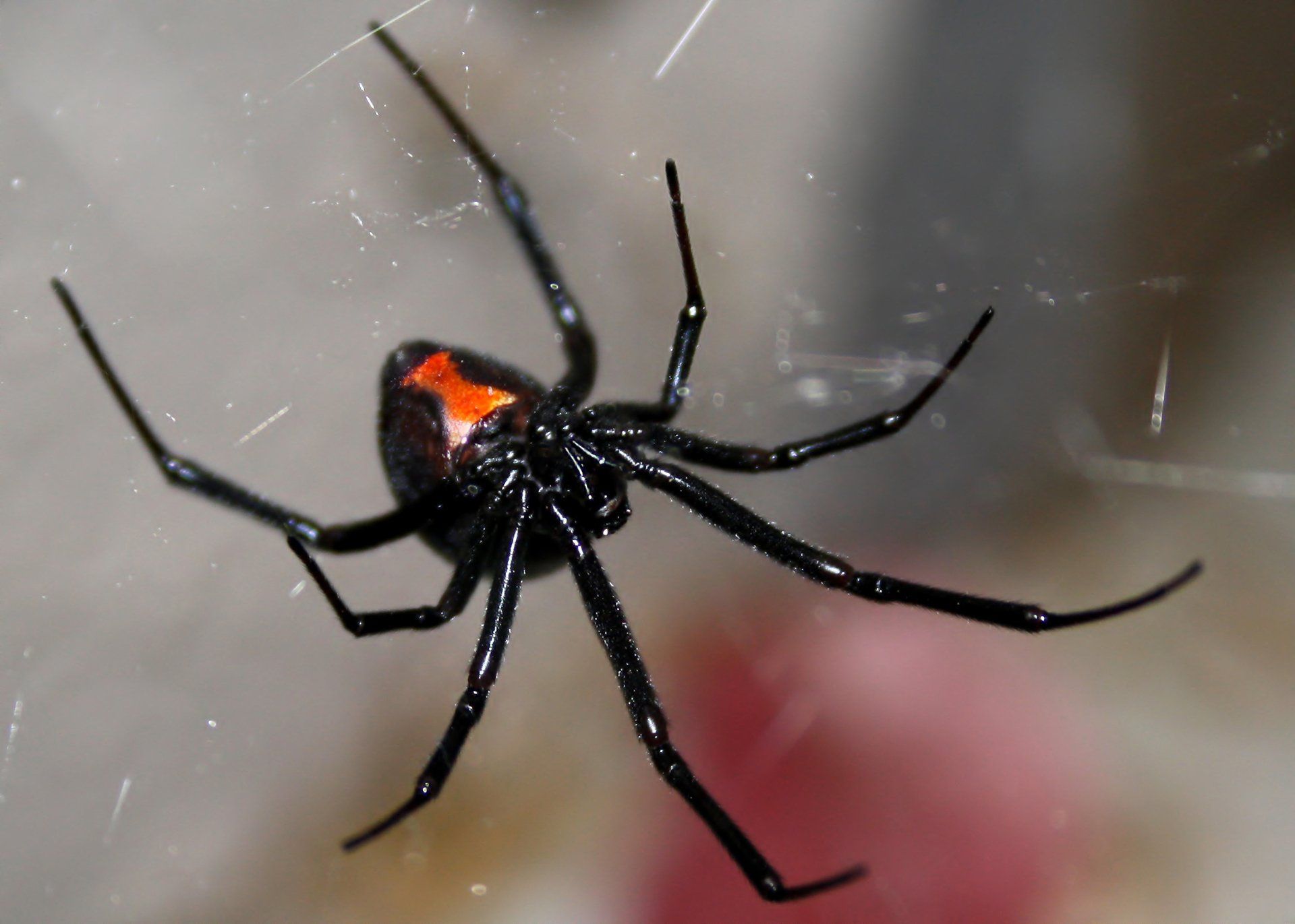 Black Widow Spider - Crockett, TX - McClain’s Pest Control